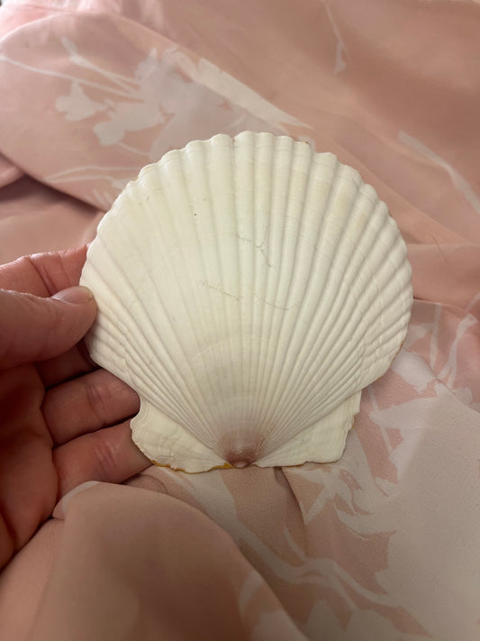 Scallop shell- gold and white - mini ring dishes